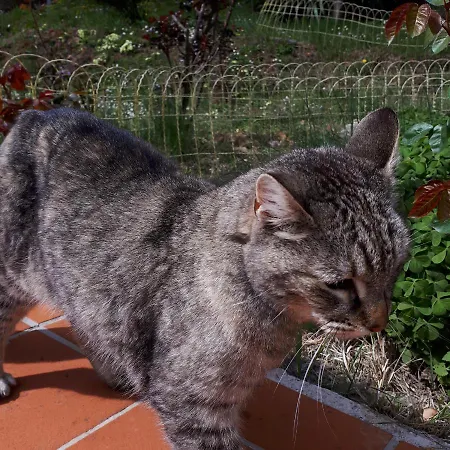 Il Ciliegio Del Pellegrino Apartamento Gubbio