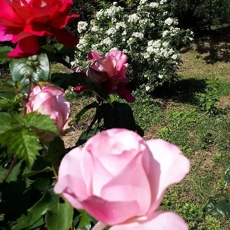 דירה Il Ciliegio Del Pellegrino