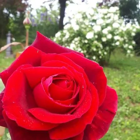 Apartamento Il Ciliegio Del Pellegrino Gubbio