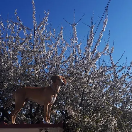 Il Ciliegio Del Pellegrino *