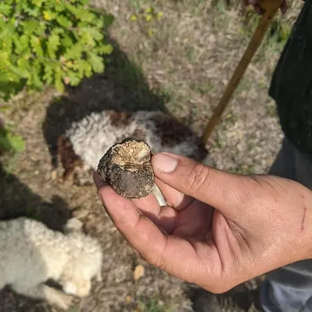 Il Ciliegio Del Pellegrino *