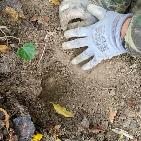 Il Ciliegio Del Pellegrino *