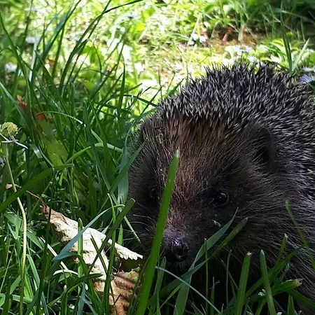 Apartamento Il Ciliegio Del Pellegrino Gubbio