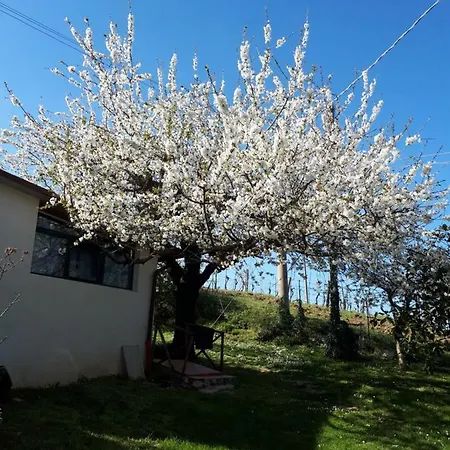 Il Ciliegio Del Pellegrino *