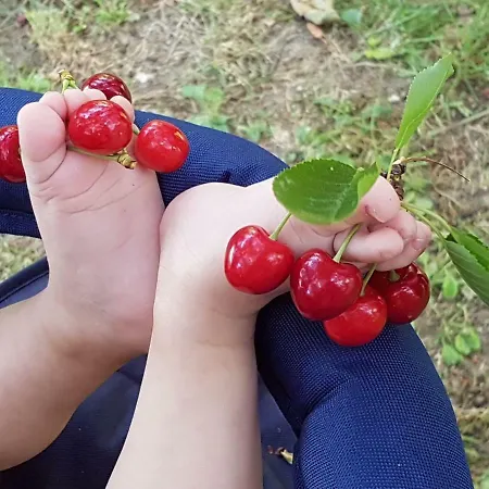 公寓 Il Ciliegio Del Pellegrino *
