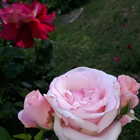 Il Ciliegio Del Pellegrino * Gubbio