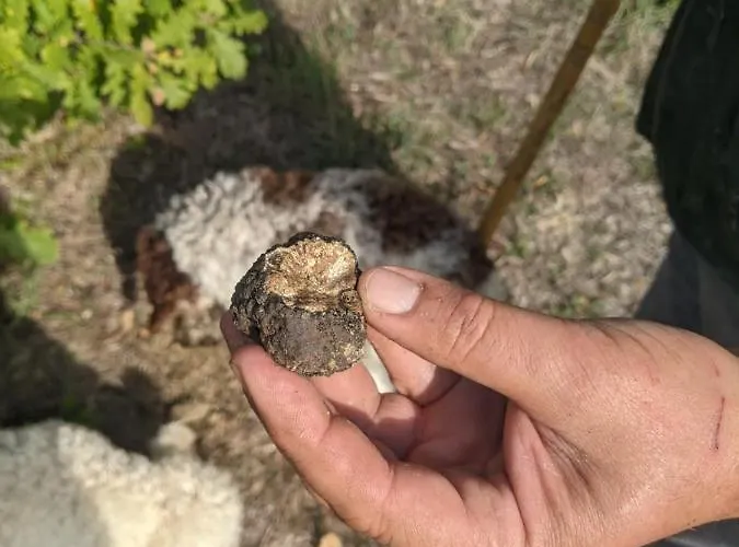 Il Ciliegio Del Pellegrino *