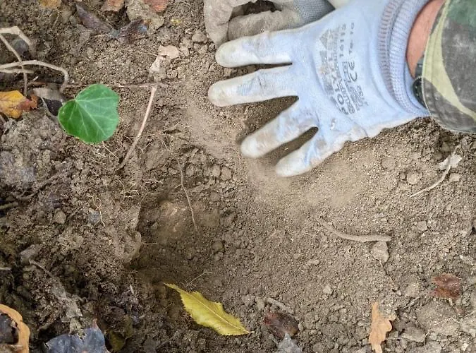 Il Ciliegio Del Pellegrino *