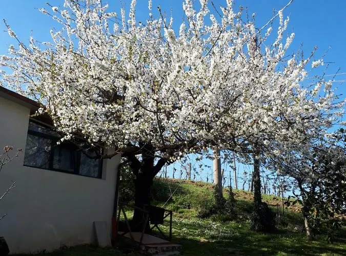 Il Ciliegio Del Pellegrino *