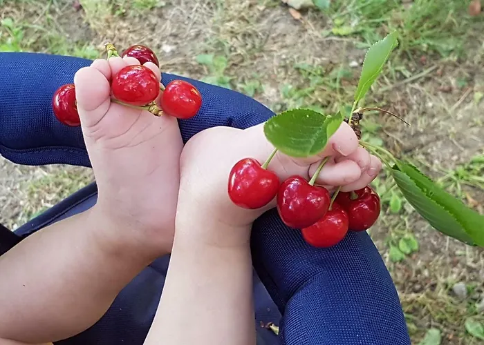 Lejlighed Il Ciliegio Del Pellegrino *