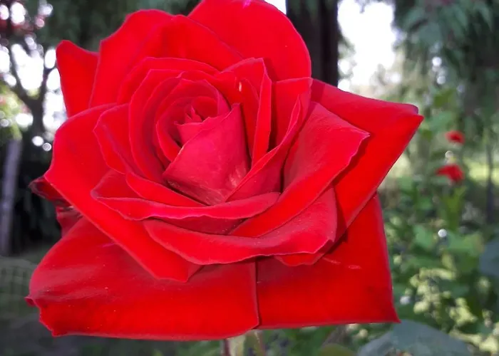 Lejlighed Il Ciliegio Del Pellegrino