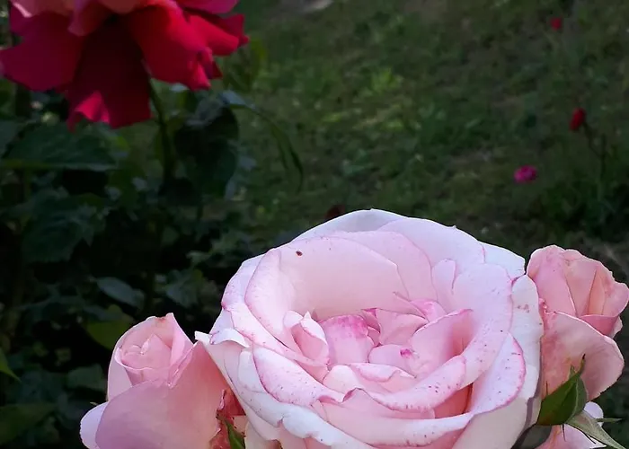 Il Ciliegio Del Pellegrino * Gubbio